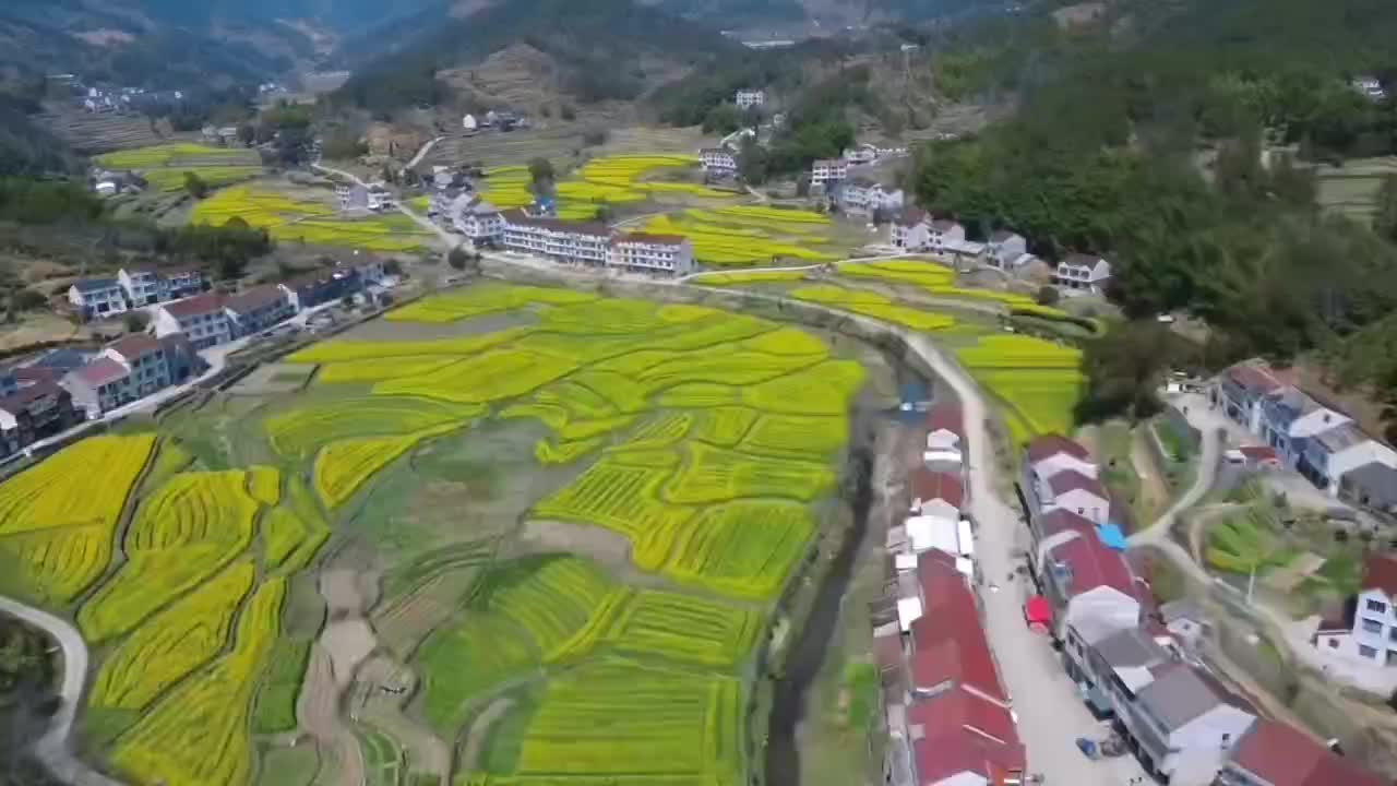 县在赏花——湖北蕲春檀林镇桐山油菜花海让人陶醉_澎湃号·媒体_澎湃