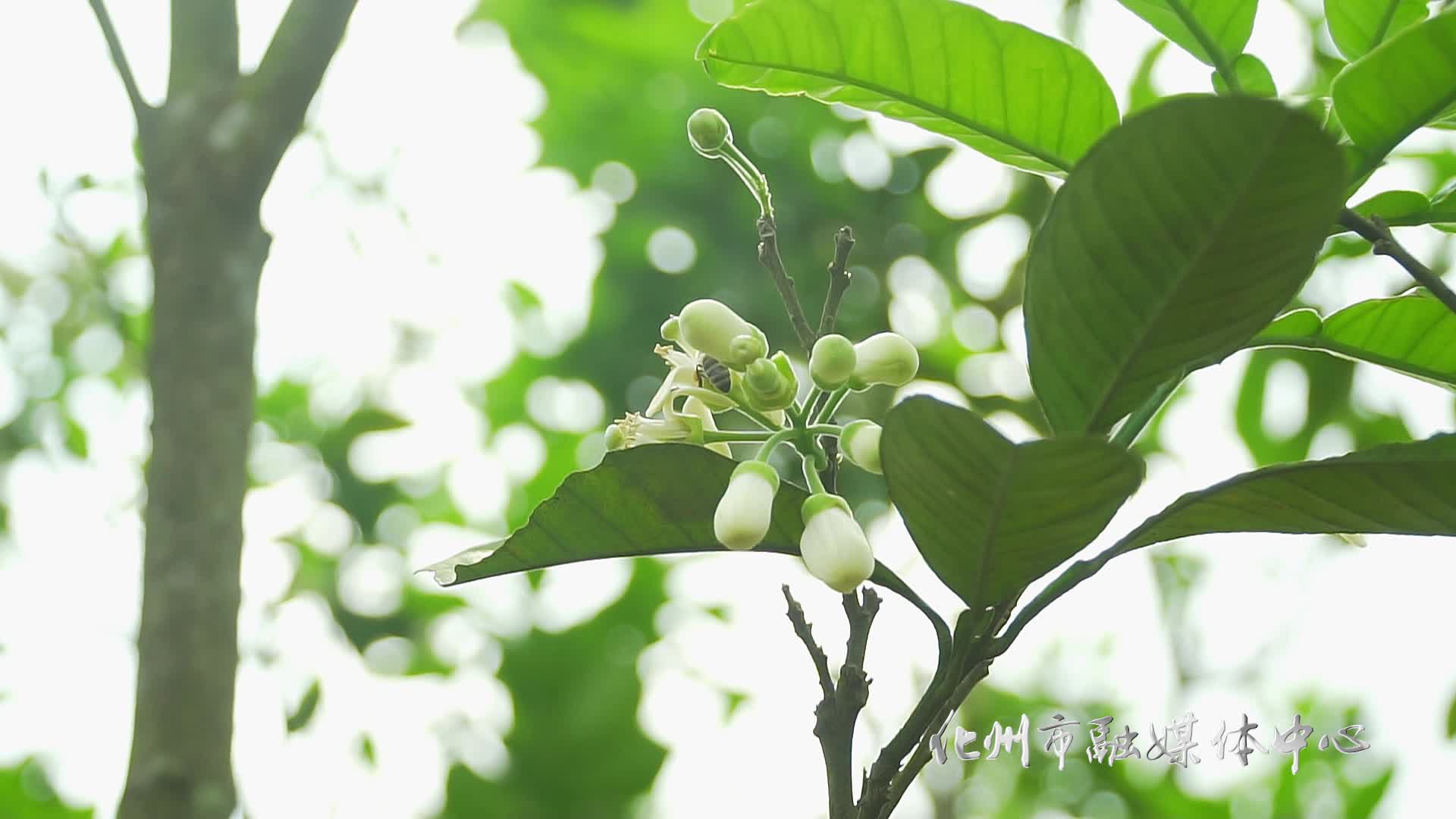 你是最美的那朵橘花