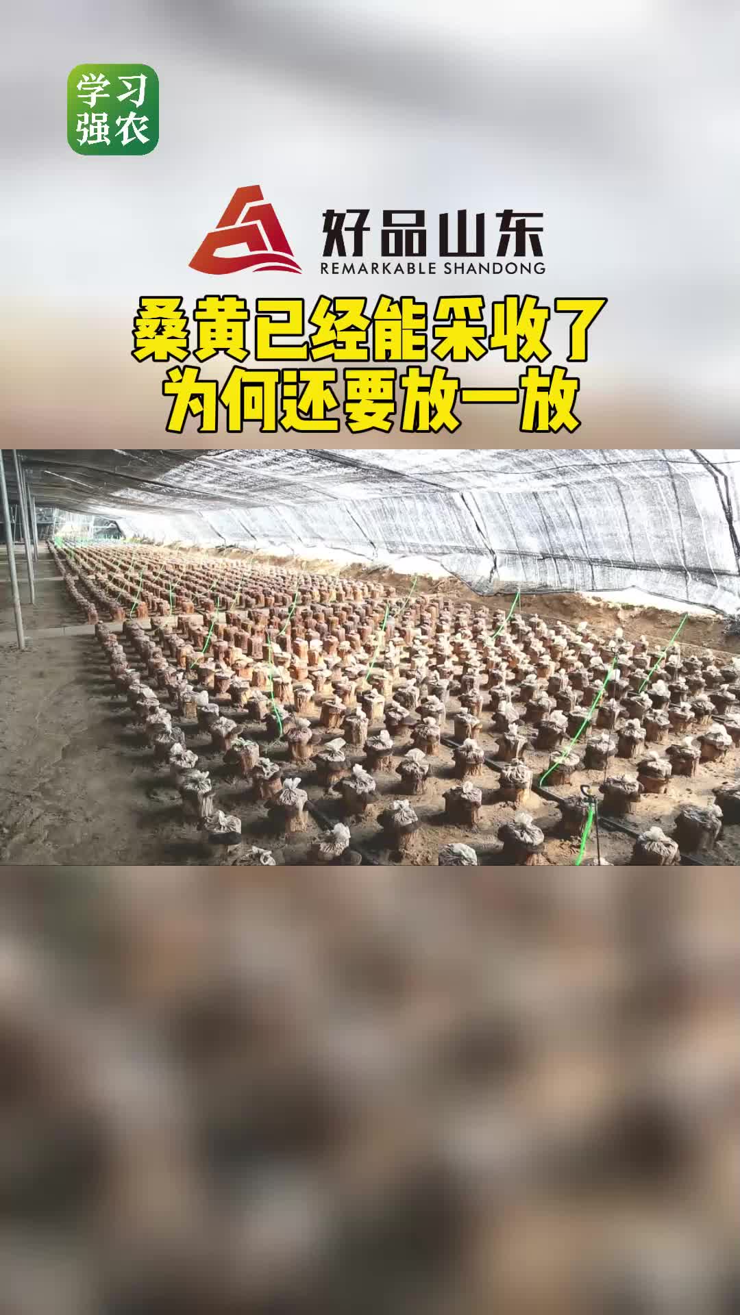 好品山東丨桑黃已經能採收了為何還要放一放