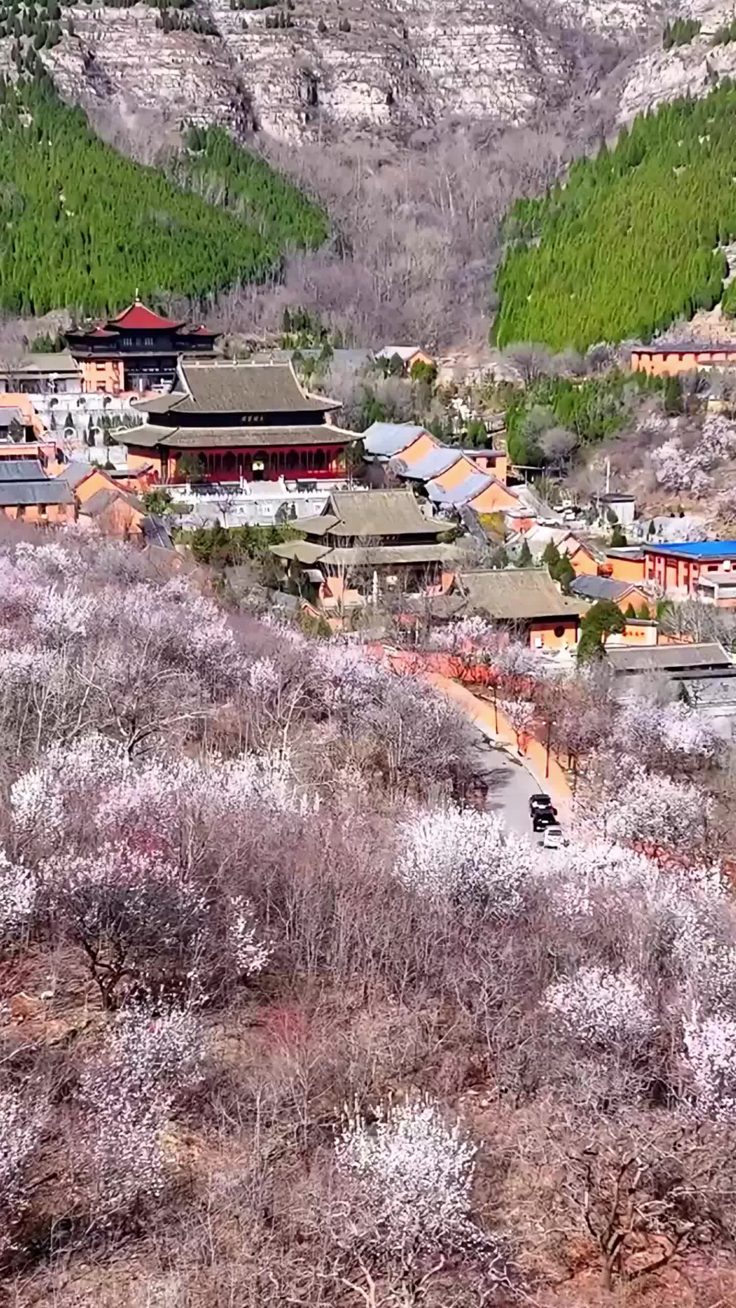 春风今又起,山寺杏花开,潍坊青州广福寺的杏花开了