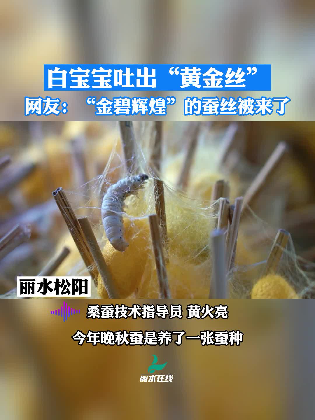 白色蚕宝宝竟然吐出黄金丝你见过吗就在丽水松阳