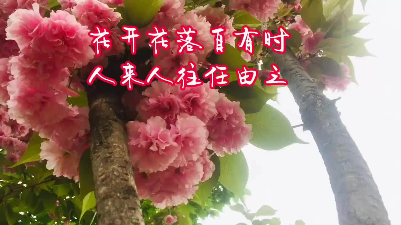 花落花开自有时 人来人往任由之