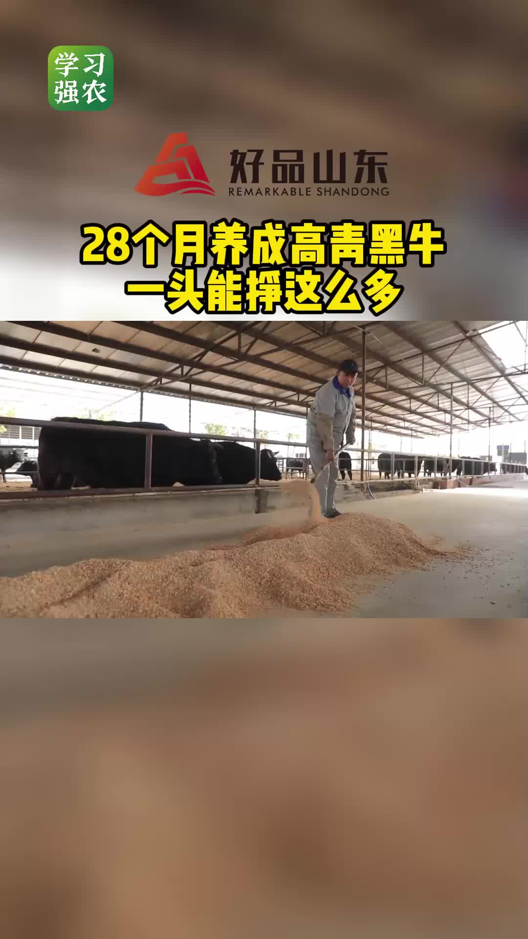 好品山東丨28個月才養成一頭高青黑牛能掙多少