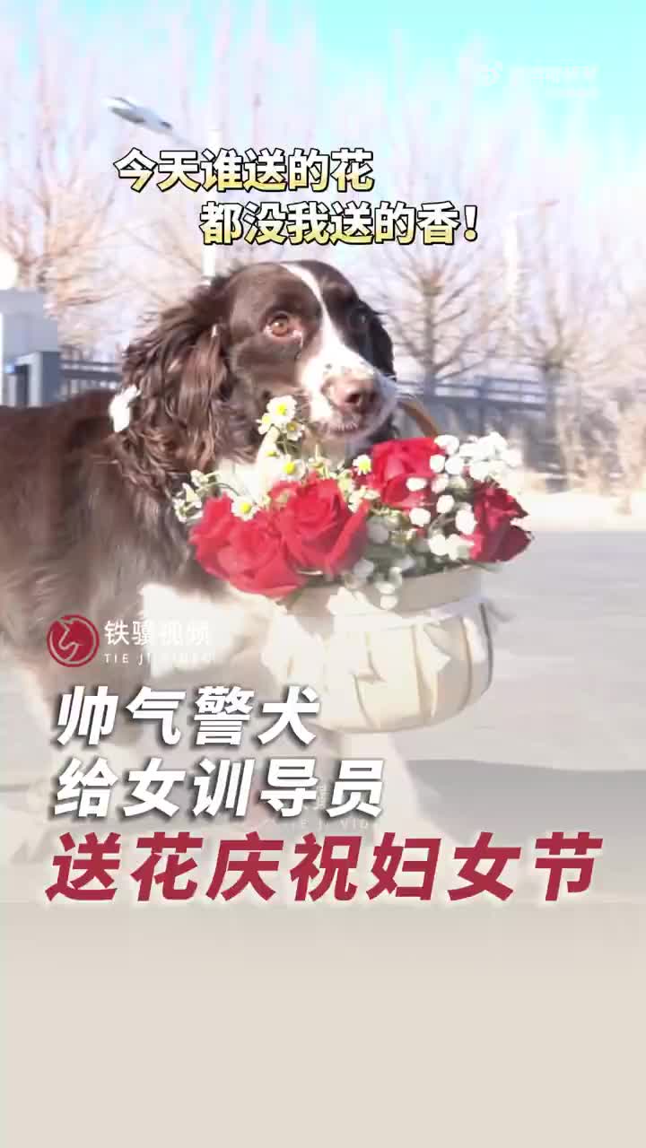 帅气警犬给女训导员送花庆节日_澎湃号·政务_澎湃新闻-the paper