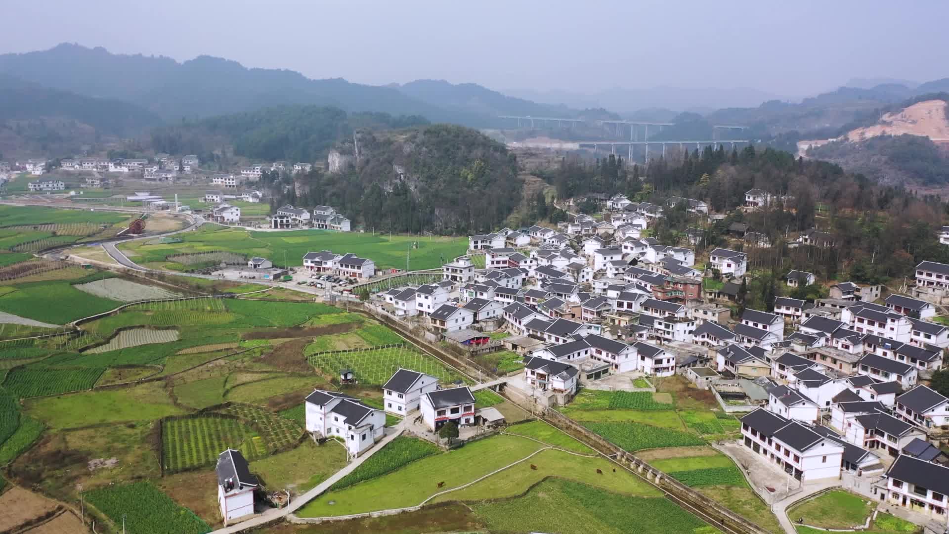 观山湖区百花湖镇下麦城村的葡萄书记